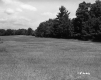 Tree lined field