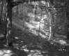 Wooded Area