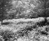 Clearing in the woods