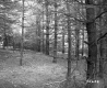 Clearing in the woods