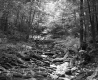 Dry riverbed in wooded area