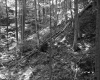 Wooded embankment