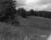 Grassy field lined with deciduous trees