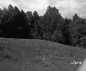 Grassy field lined with deciduous trees