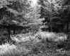 Ferns and coniferous trees