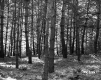 Trunks of tall trees