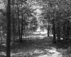 Dirt path through a wooded area
