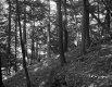 Tree covered embankment