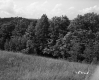 Grassy field lined with deciduous trees