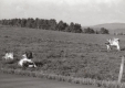 Three cows in a field