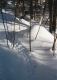 Animal tracks in the snow