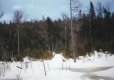 A snowy swamp