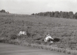 Cow and Calf Rest in Field