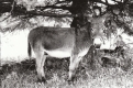 Donkey in Front of a Tree