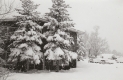 Snowy Trees in Front of Cedar Lodge