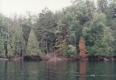 Edge of a Forest from a Pond